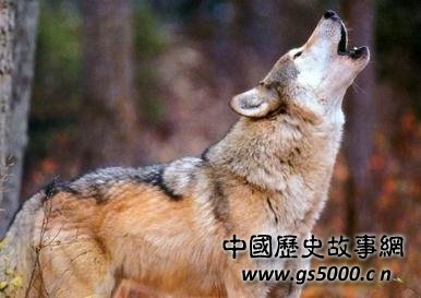 草原狼的传说故事