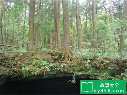 日本的恐怖杀人森林 每走20分钟就能遇到一具死尸