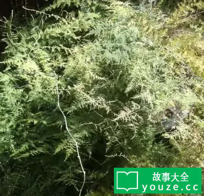 scp046照片