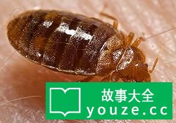 SCP456是什么?