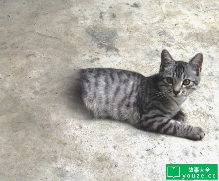 SCP529是什么?