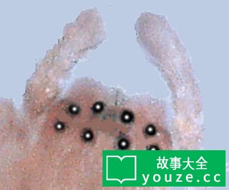 SCP632是什么?