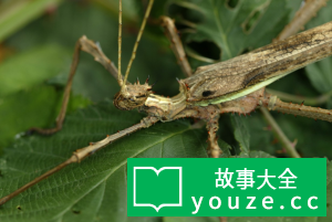 SCP937是什么?
