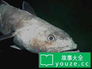 SCP1238是什么?