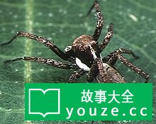 SCP1470是什么?