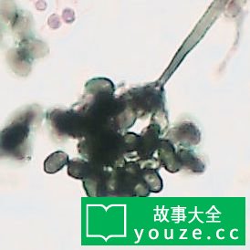 SCP2009是什么?