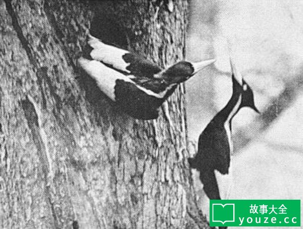SCP2802是什么?