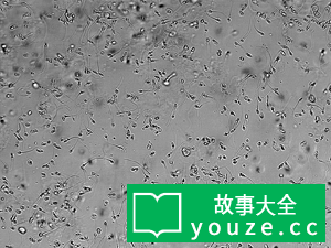 SCP2869是什么?
