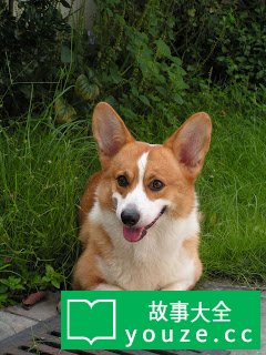 SCP2952是什么?