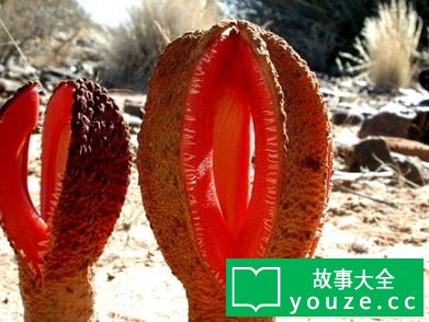 SCP3171是什么?