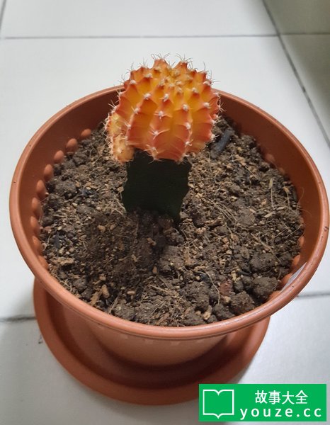 SCP3388ÊÇʲô?