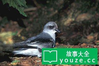 SCP3497是什么?