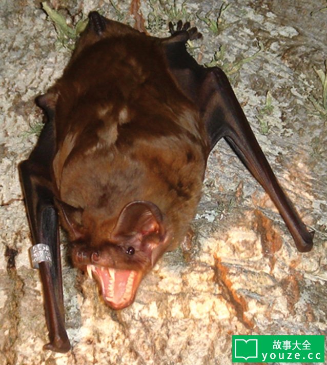SCP3528ÊÇʲô?