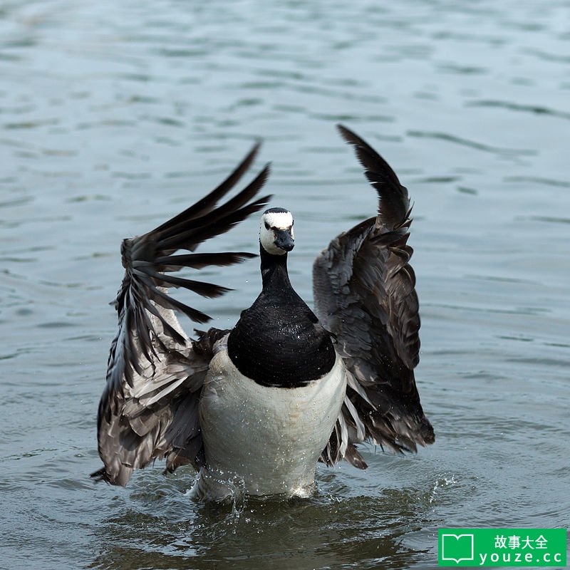 SCP4135是什么?