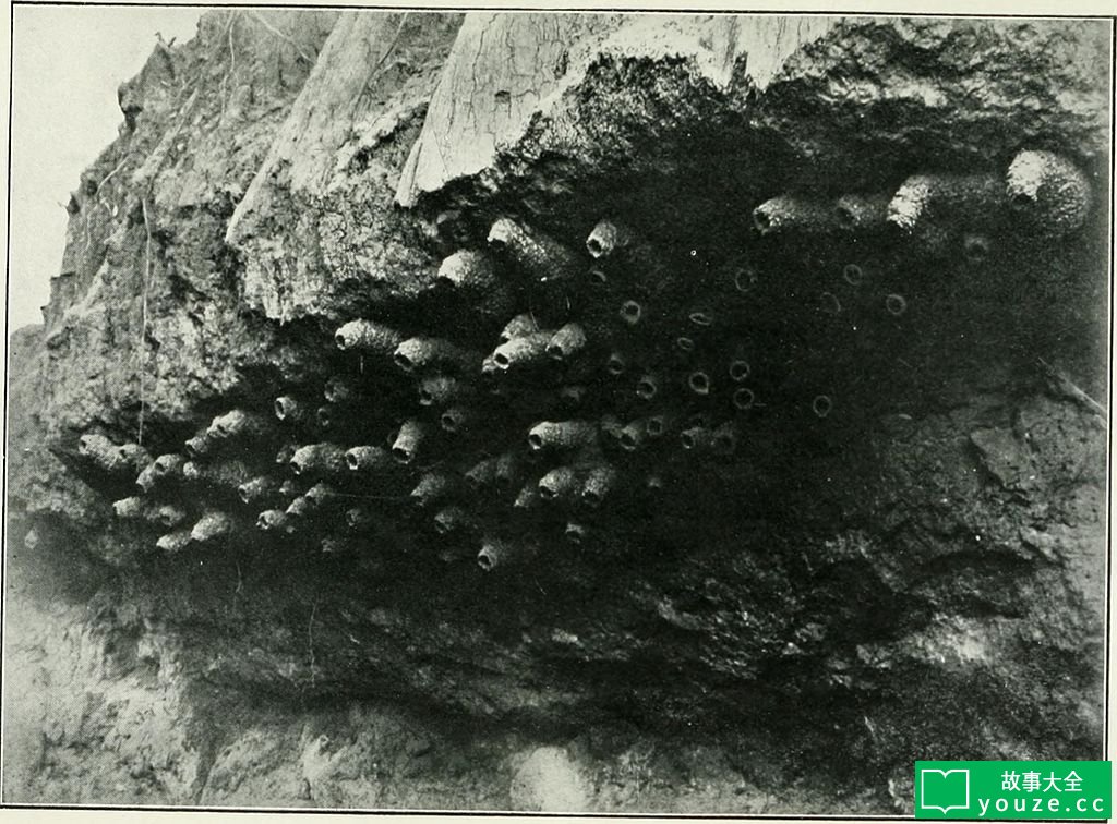 SCP4271是什么?