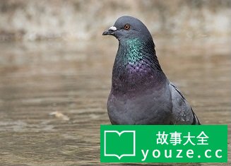 SCP4287是什么?