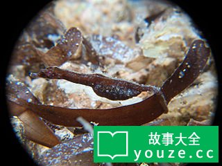 SCP4800是什么?