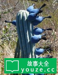 SCPCN084是什么?