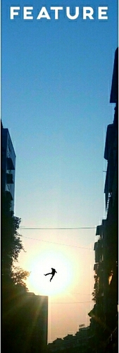 SCPCN260是什么?