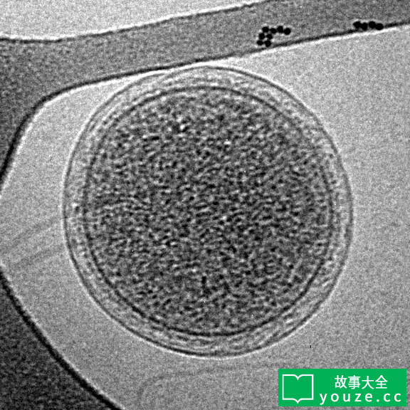 SCPCN406是什么?