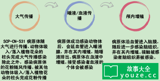 SCPCN531是什么?
