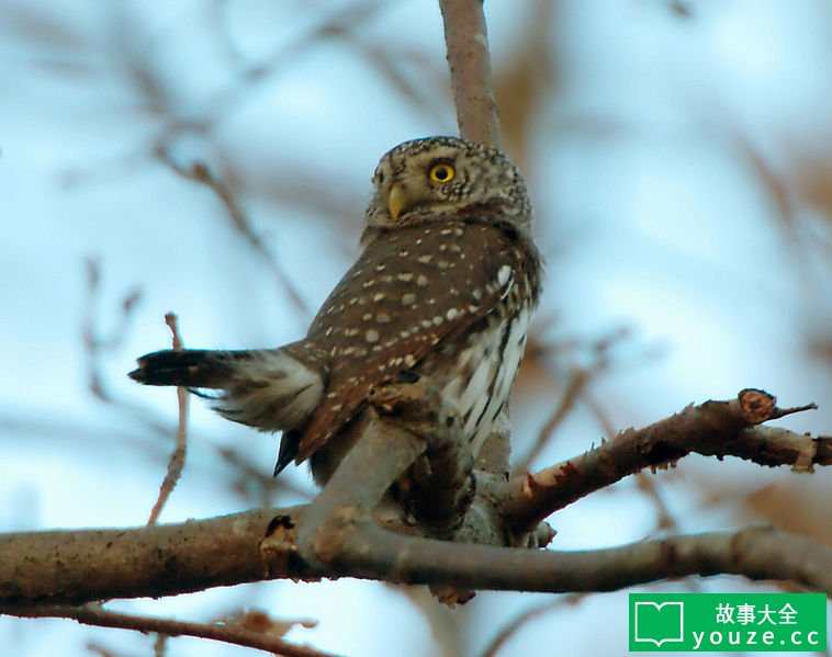 SCPCN619是什么?