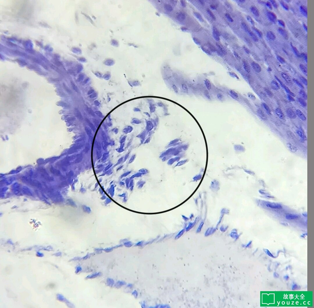 SCPCN907是什么?
