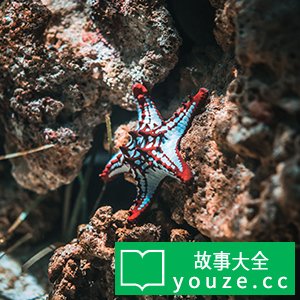 SCPCN1249是什么?