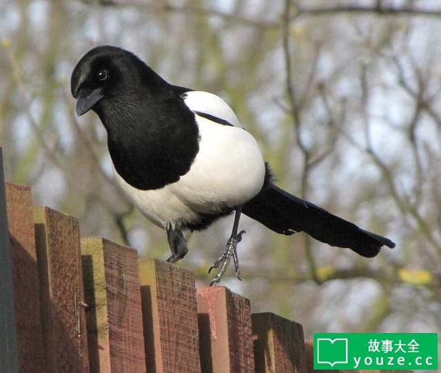 SCPCN1202是什么?