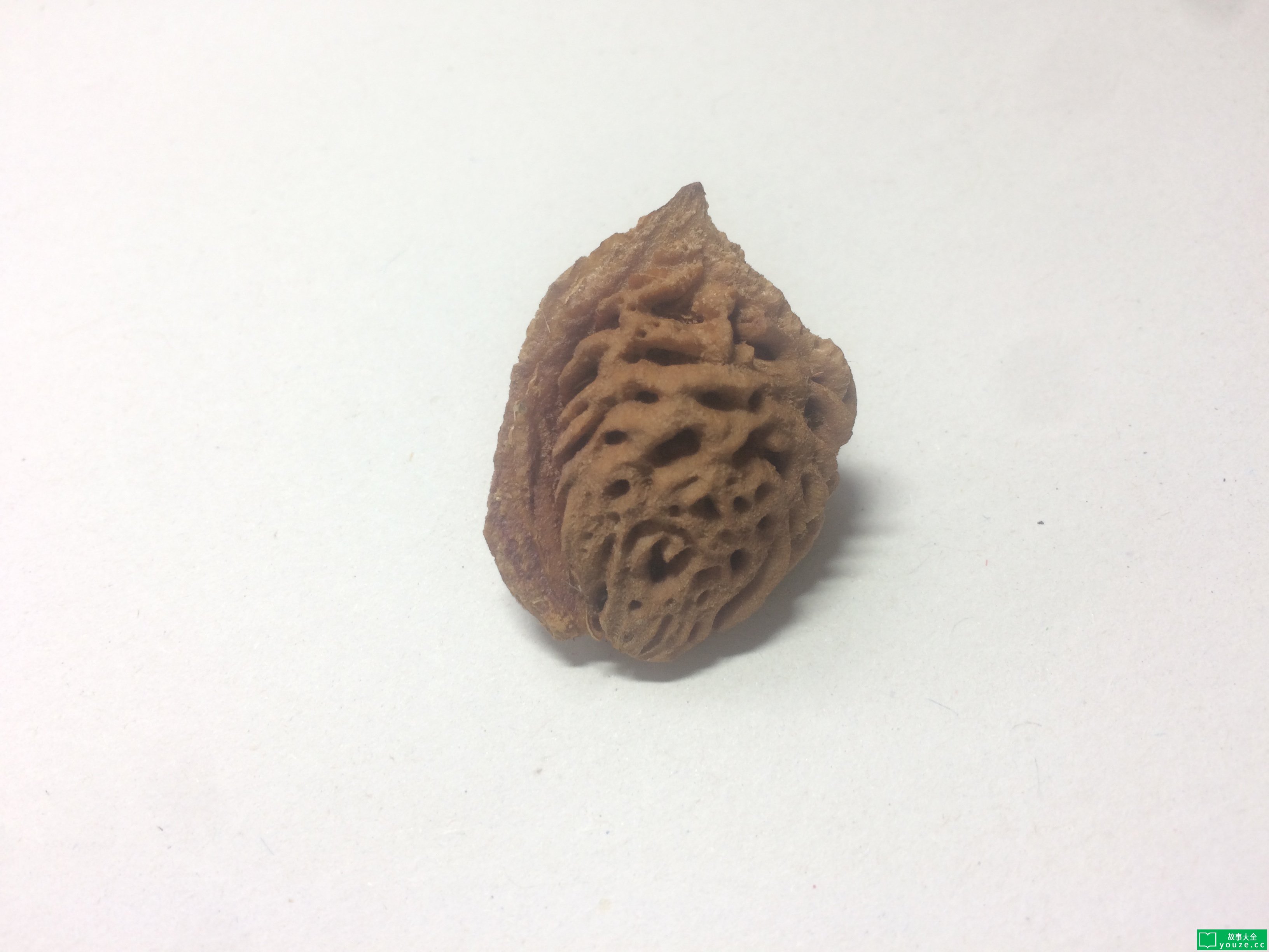 SCPCN1206ʲô?