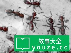 SCPCN1403是什么?