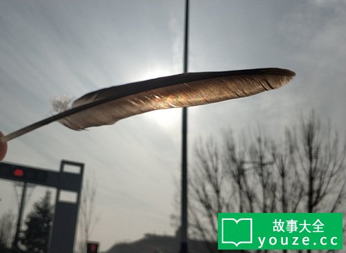 SCPCN1647是什么?