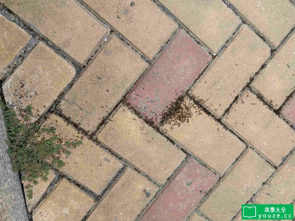 SCPCN1738是什么?