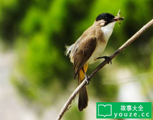 SCPCN1815是什么?