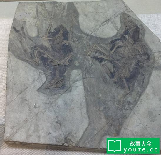 SCPCN1861是什么?