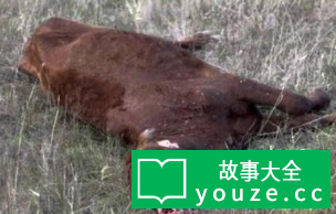 屠牛事件图片